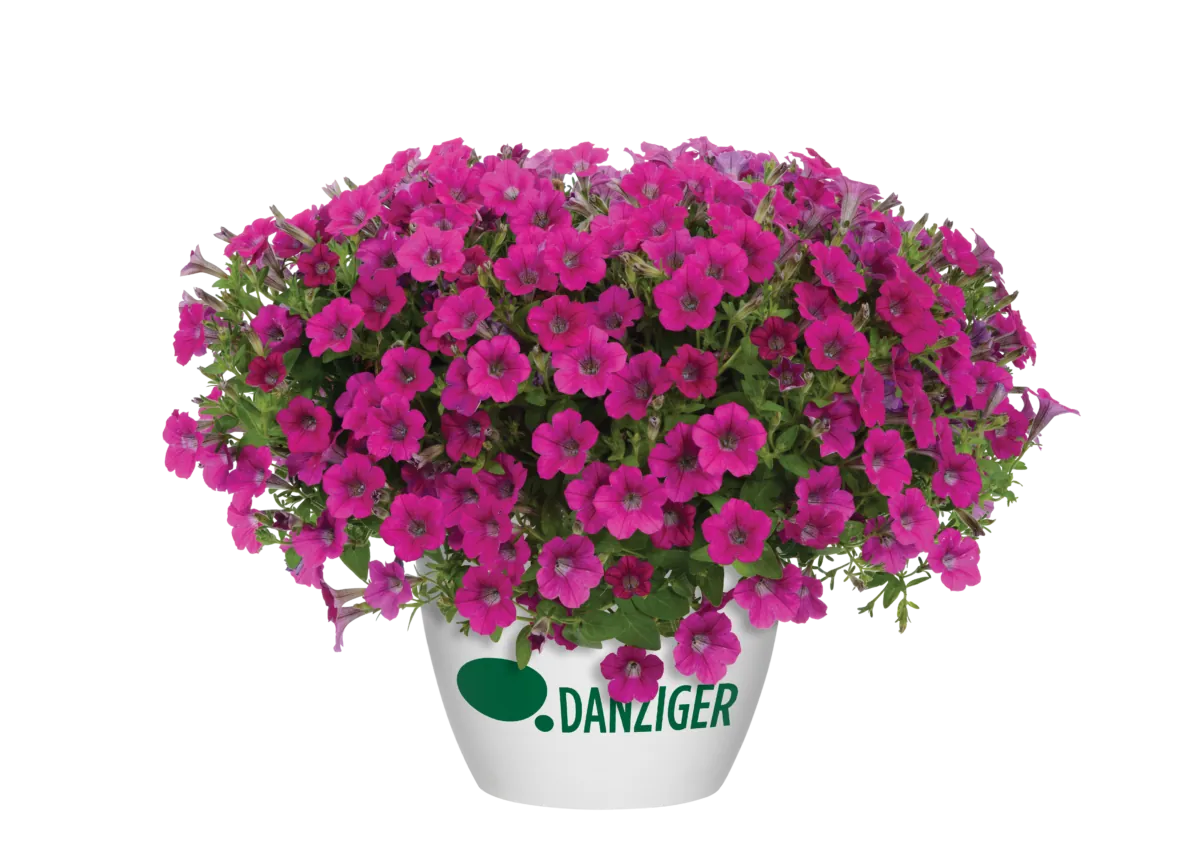 Littletunia® Rose