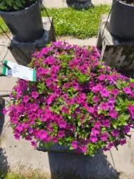 Littletunia® Rose