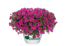 Littletunia® Rose