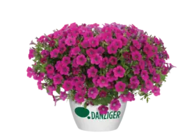 Littletunia® Rose