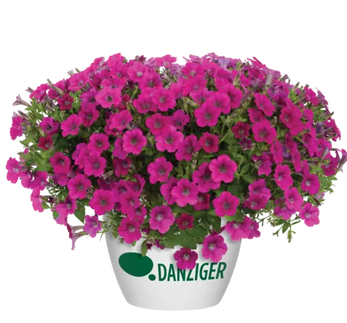 Littletunia® Rose