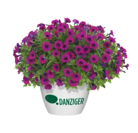 Littletunia® Shiraz