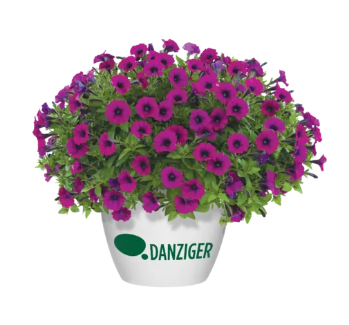 Littletunia® Shiraz