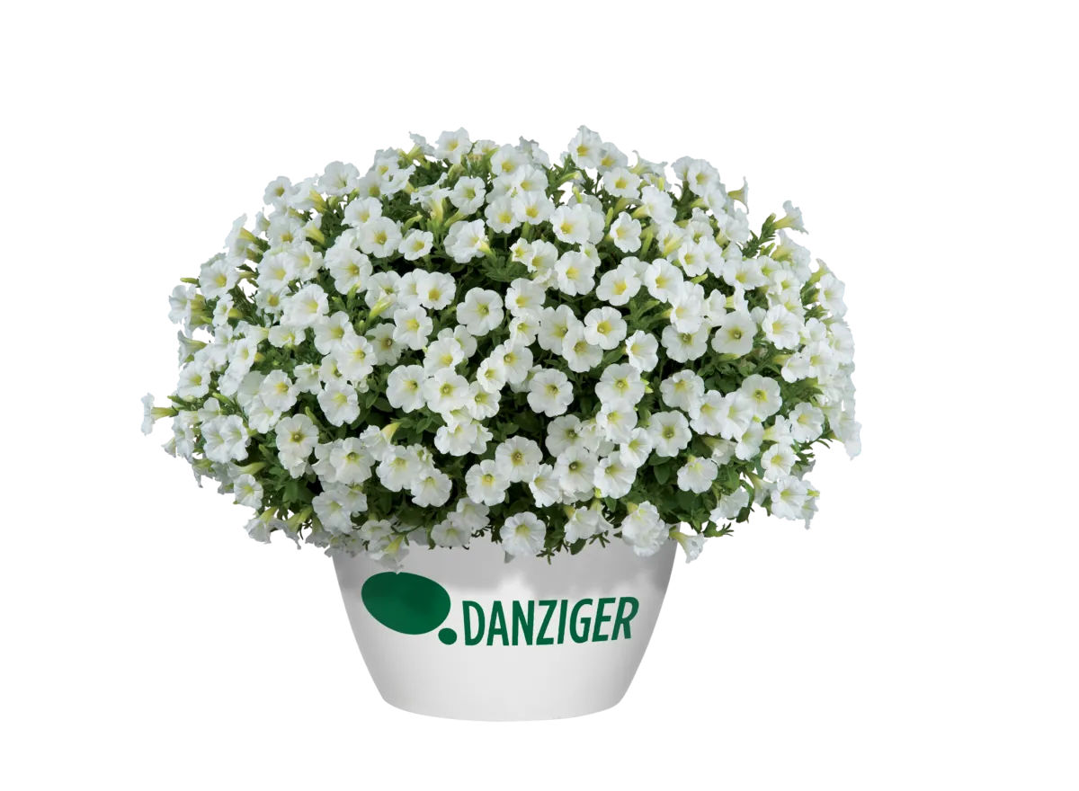 Littletunia® White Grace