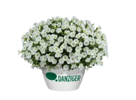 Littletunia® White Grace