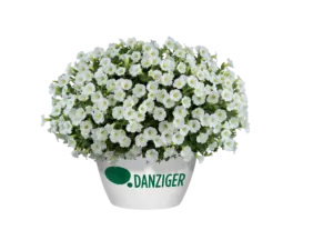 Littletunia® White Grace