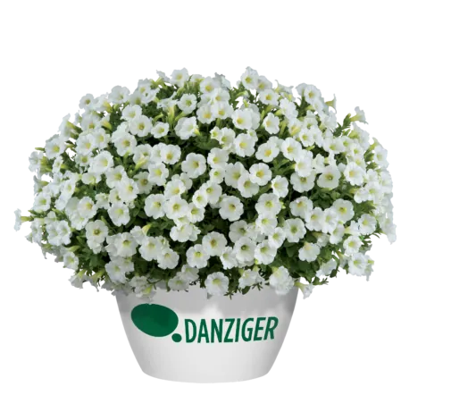 Littletunia® White Grace