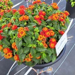 Gem™ Compact Orange Fire