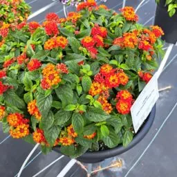 Gem™ Compact Orange Fire