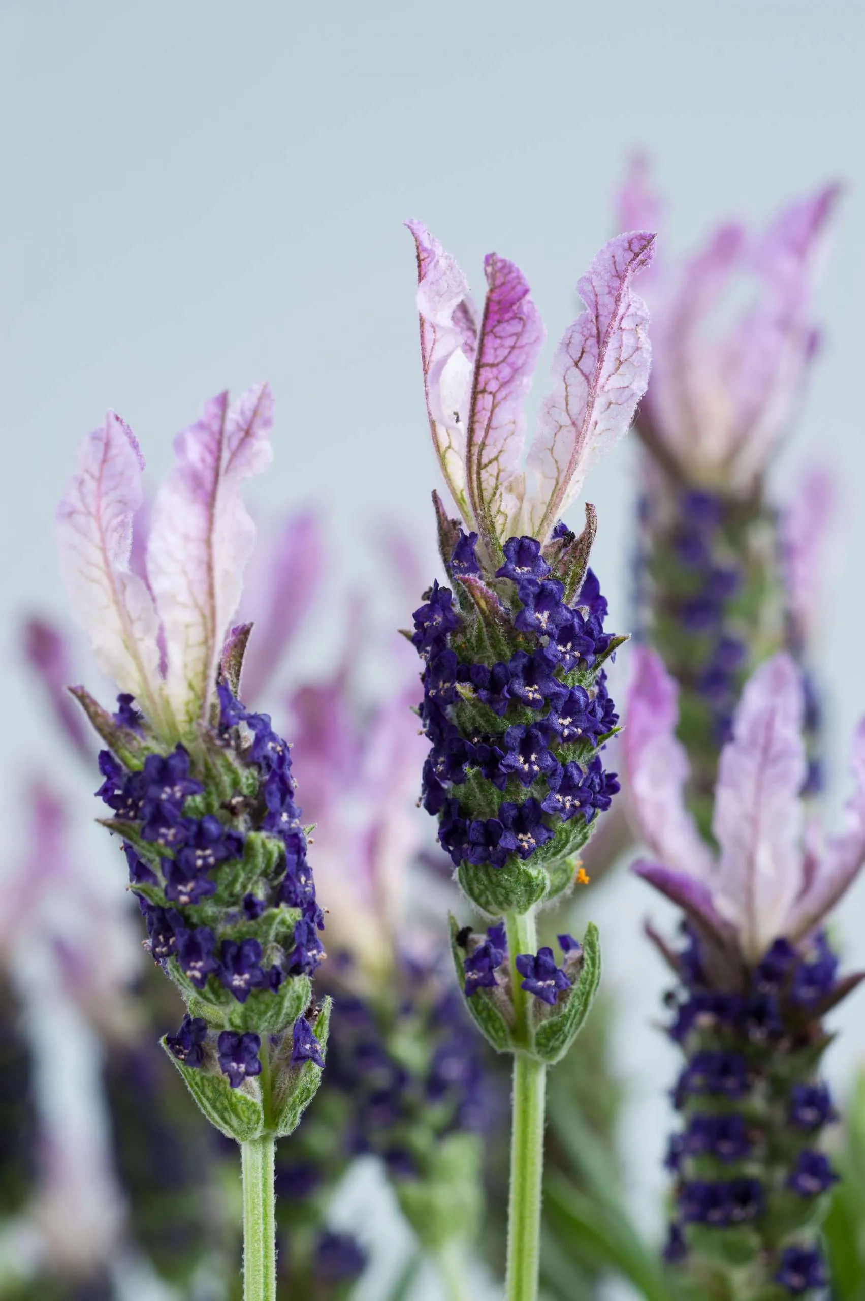 Laveanna™ Grand Purple Lavandula – Annuals | Danziger