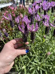 Laveanna™ Grand Purple