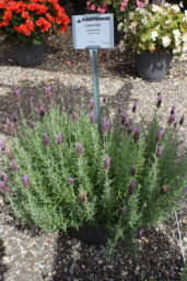 Laveanna™ Grand Purple