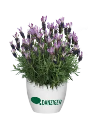 Laveanna™ Grand Purple