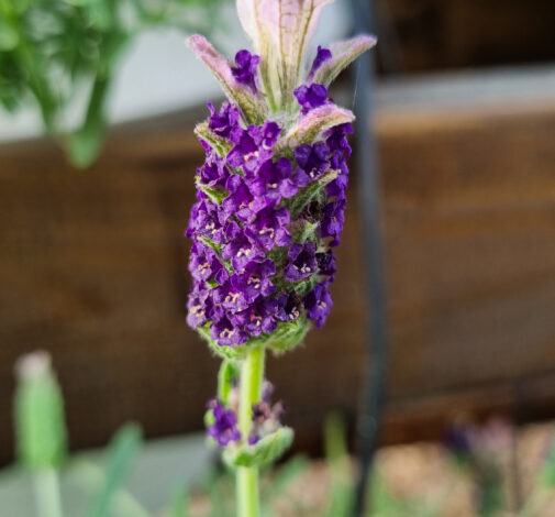 Laveanna™ Grand Purple - Danziger