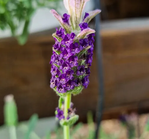 Laveanna™ Grand Purple