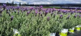 Laveanna™ Grand Purple