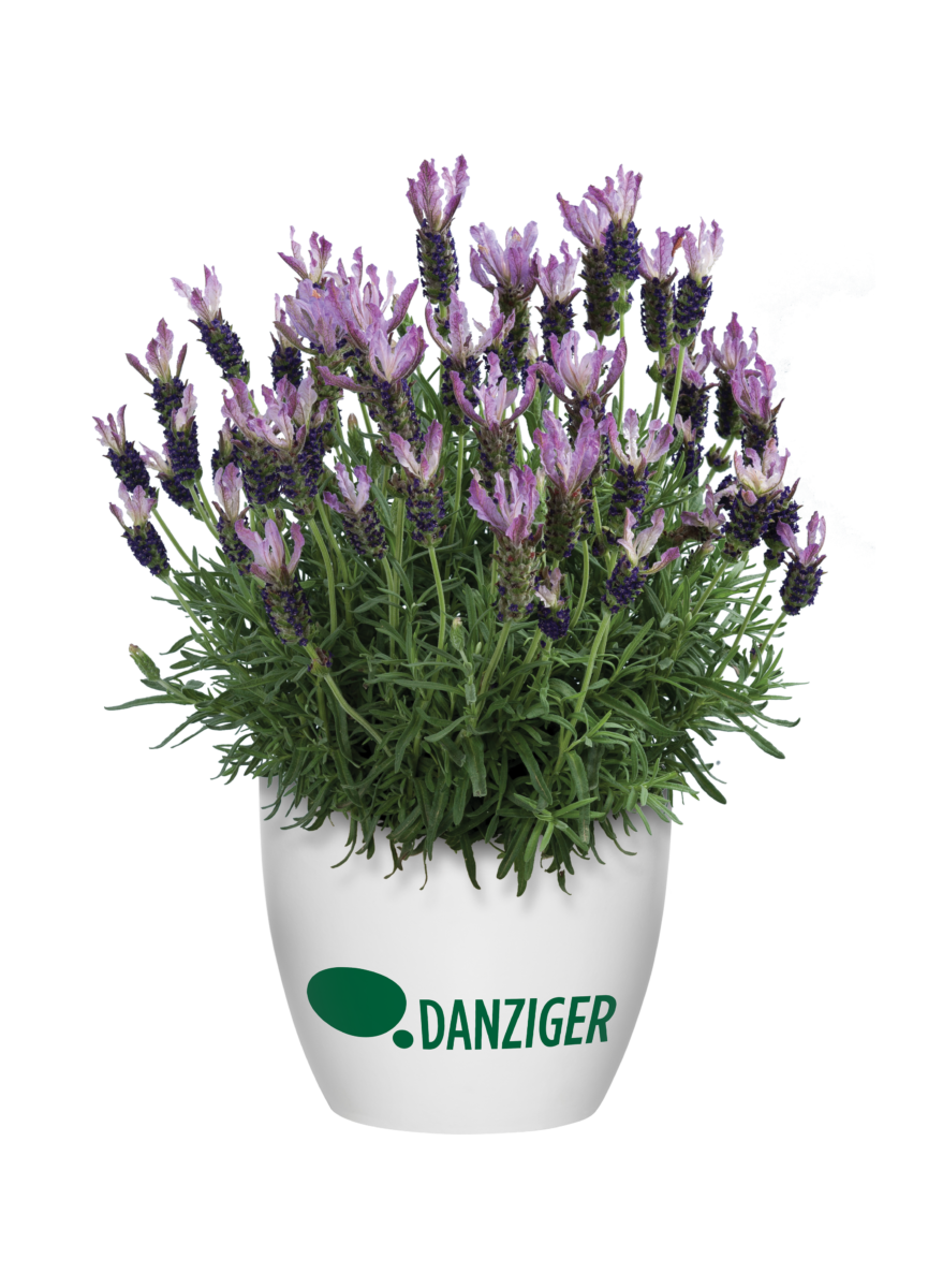 Laveanna™ Grand Purple - Danziger