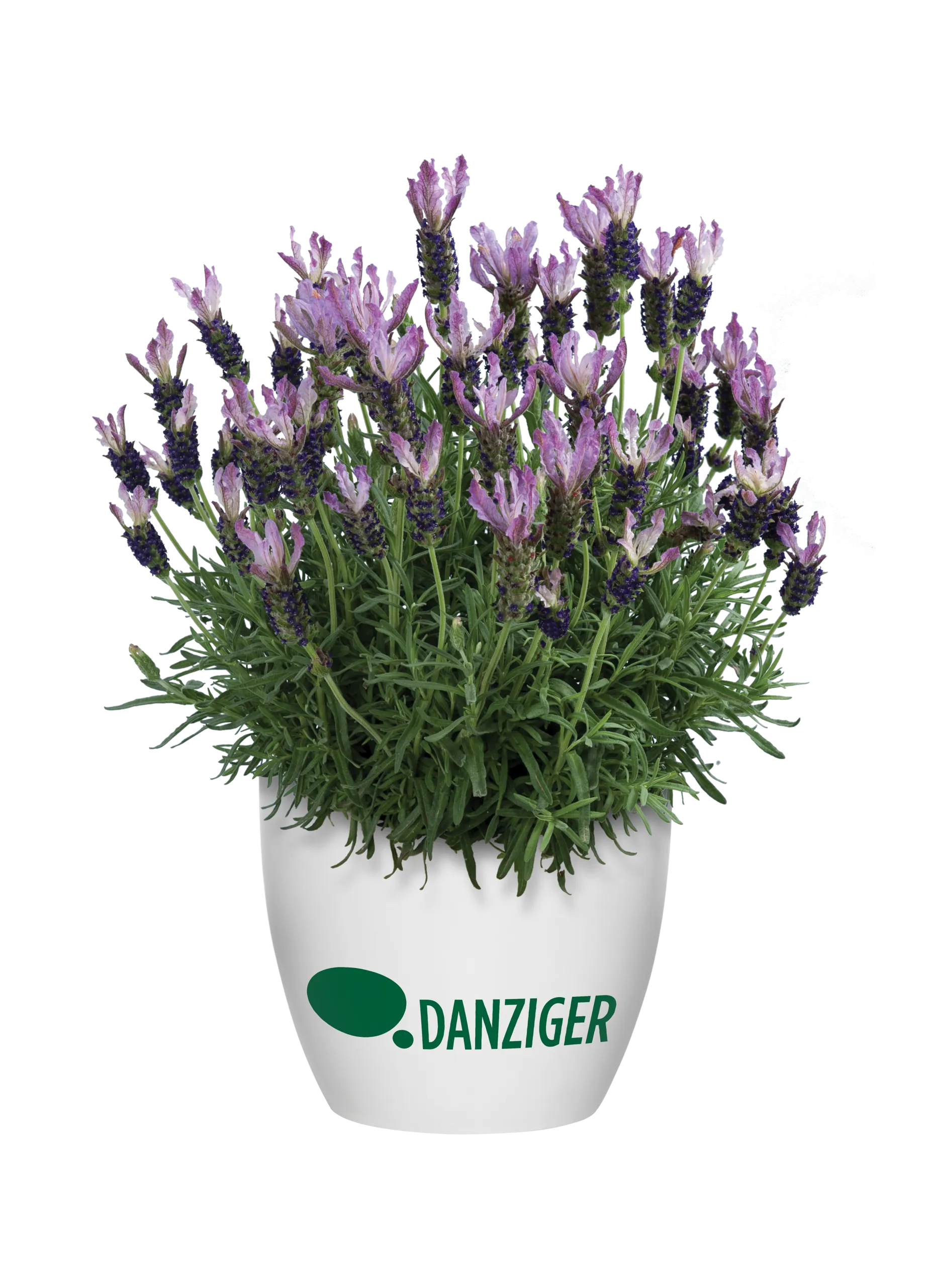 Lavandeページ Laveanna™ Grand Purple - Danziger
