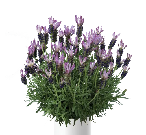 Laveanna™ Grand Purple