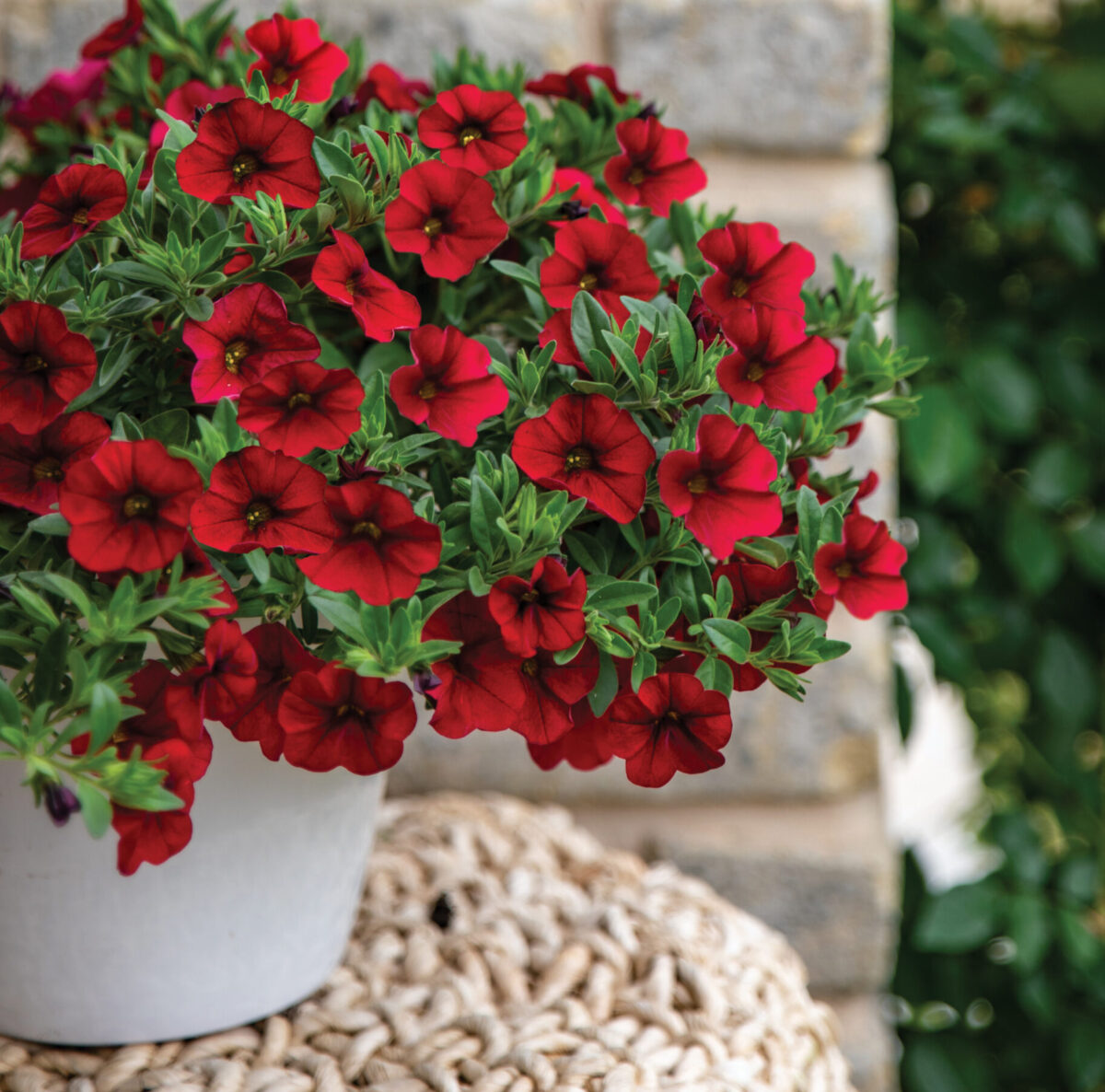 Lia™ Dark Red - Danziger