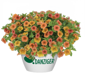 Lia™ Dark Red - Danziger