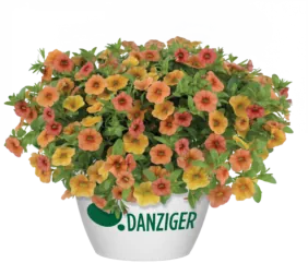 Lia™ Melon