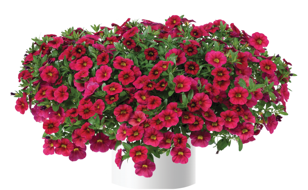Lia™ Spark Pink Danziger