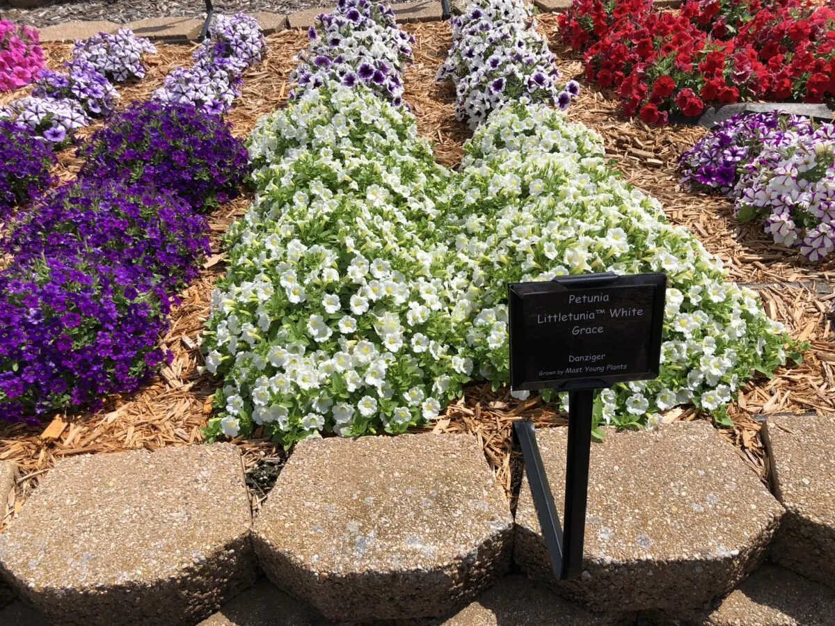 Littletunia® White Grace