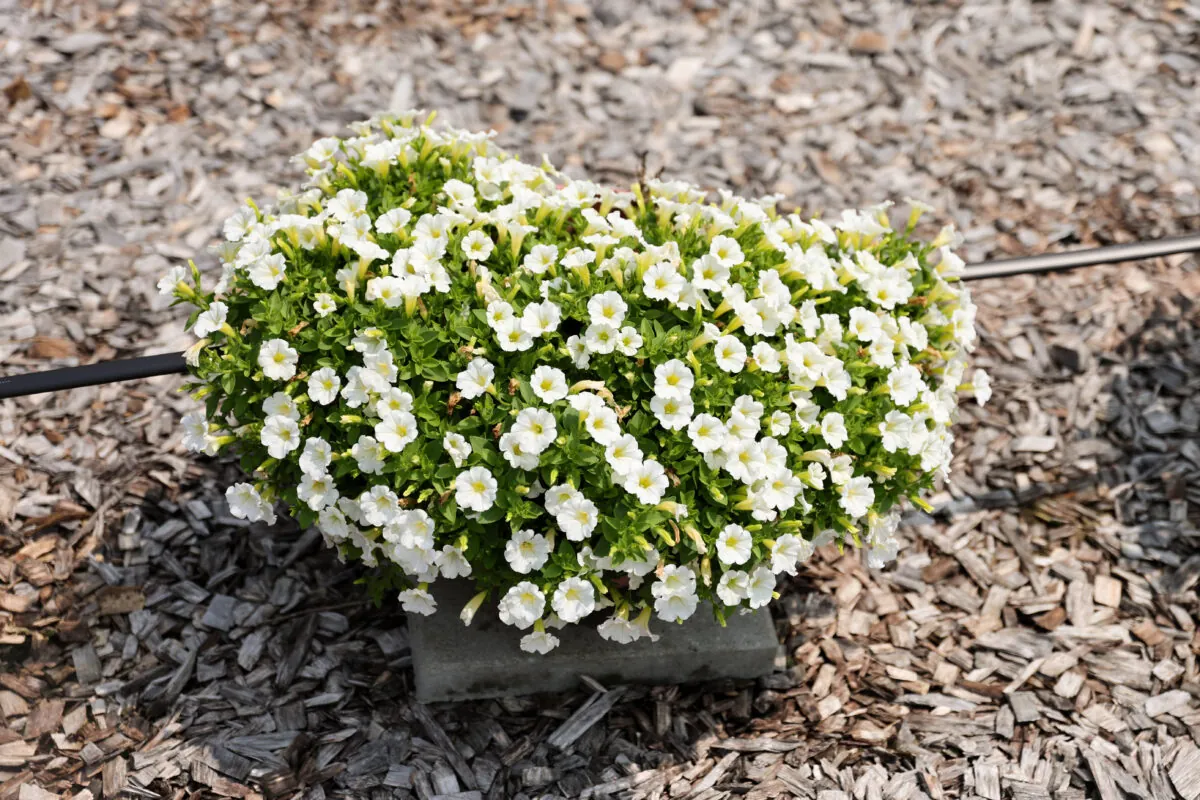 Littletunia® White Grace