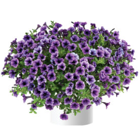 Littletunia® Blue Vein