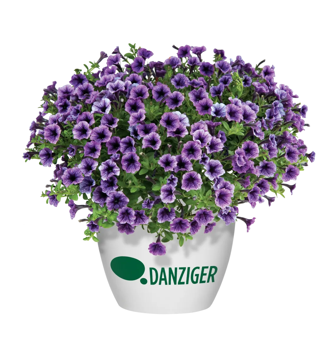 Littletunia® Blue Vein