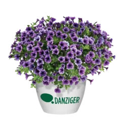 Littletunia® Blue Vein