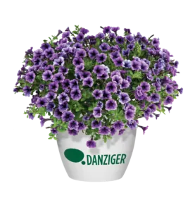 Littletunia® Blue Vein