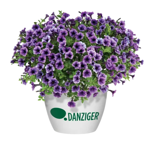 Littletunia® Blue Vein