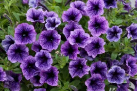 Littletunia® Blue Vein