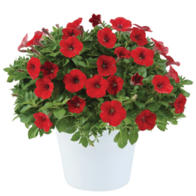 Littletunia® Bright Red