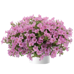 Littletunia® Pink