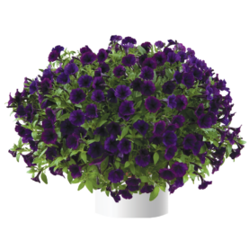 Littletunia® Purple Blue