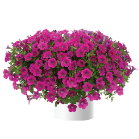 Littletunia® Rose