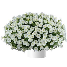 Littletunia® White Grace