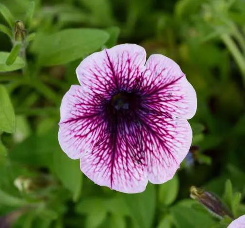 Littletunia® Pink Splash