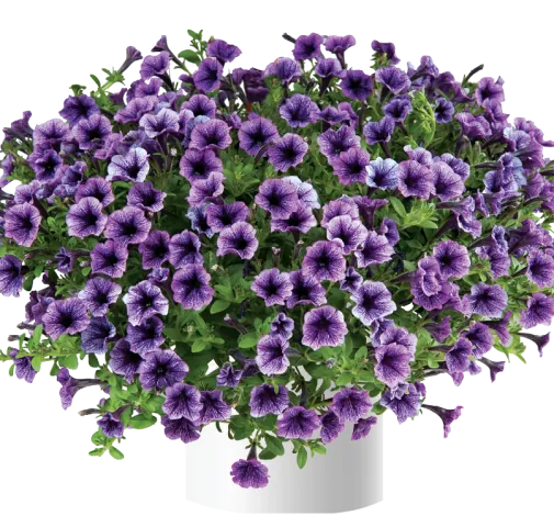 Littletunia® Blue Vein