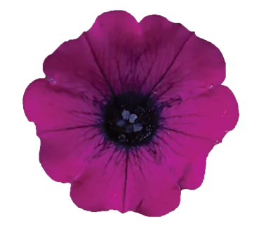 Littletunia® Shiraz