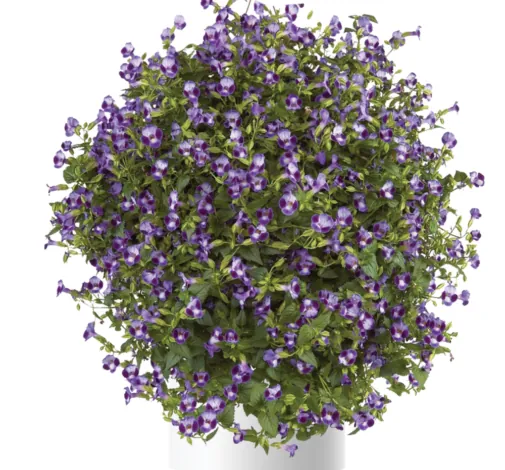 Purple Moon™