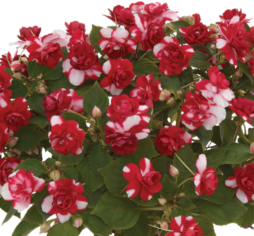 Musica® Bicolor Dark Red