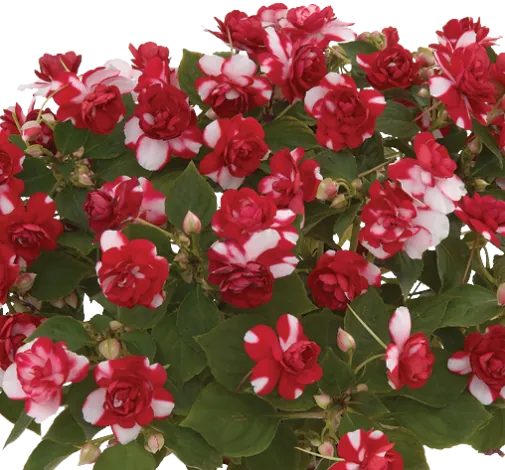Musica® Bicolor Dark Red