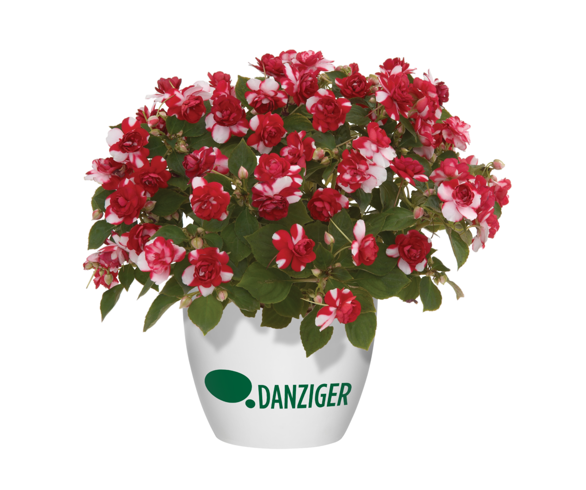 Osticade™ Purple - Danziger