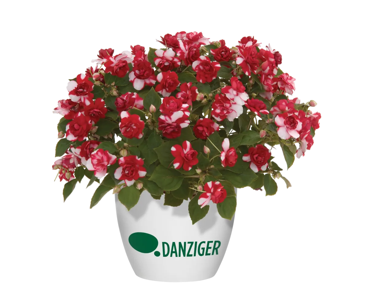 Musica® Bicolor Dark Red