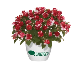Musica® Bicolor Dark Red