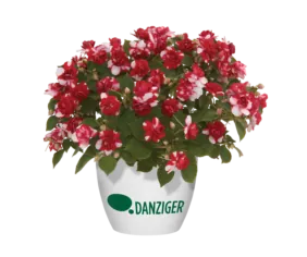 Musica® Bicolor Dark Red